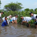 Perwakilan-Sharp-bersama-masyarakat-setempat-melakukan-penanaman-bibit-pohon-mangrove-di-Pulau-Tunda-1068x599