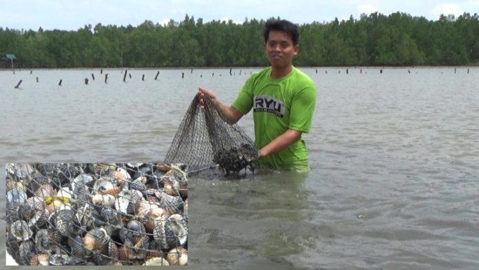KUKAR-Tambak-Kerang-696x392